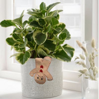 Ginger Pot Hanger